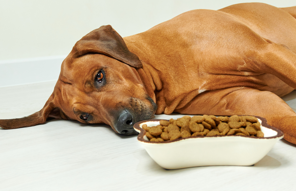 how to stimulate your dogs appetite cbd